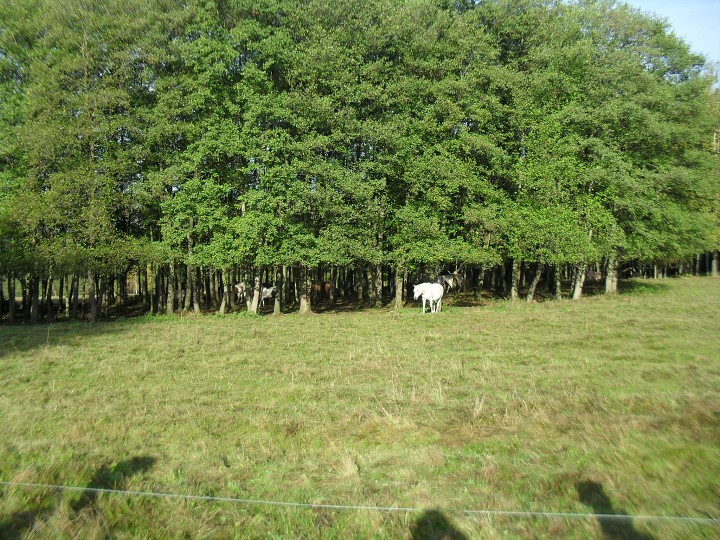 img00003.jpg
