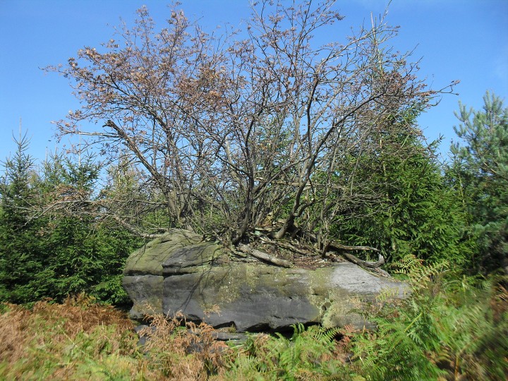 img00017.jpg