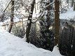 32 borovice 