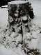 19 pařez 