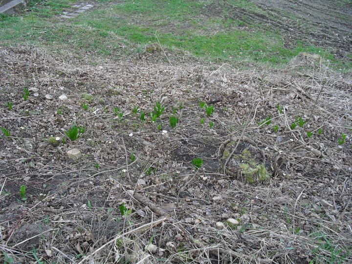 img00066.jpg
