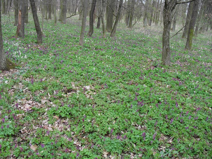 img00107.jpg
