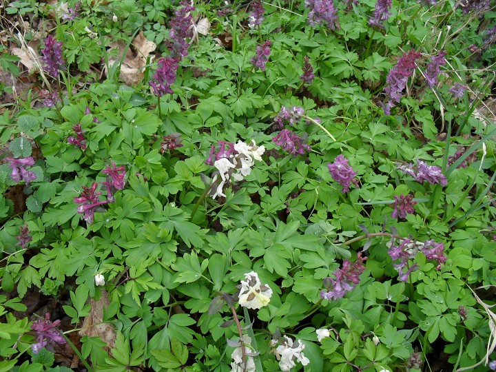 img00109.jpg
