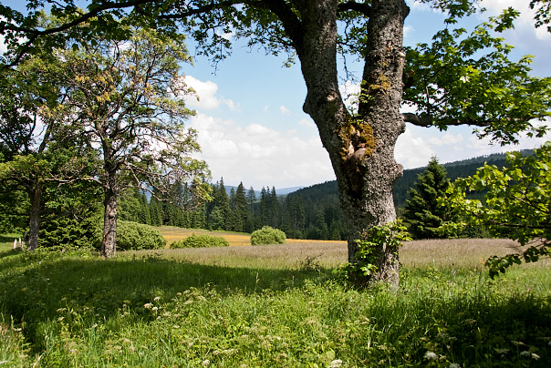 img00036.jpg
