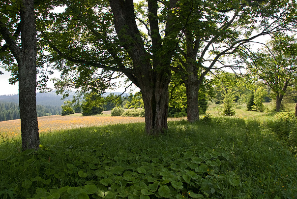 img00037.jpg